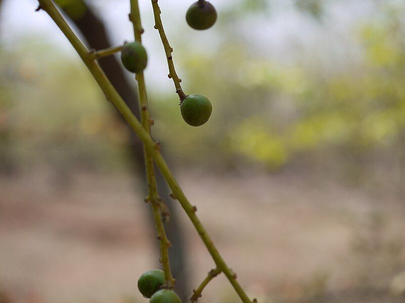 File:Cuddapah Almond (5656345809).jpg