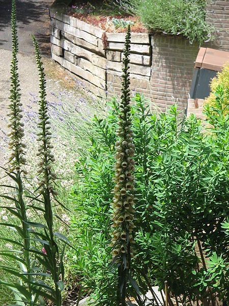 File:Digitalis ferruginea002.jpg