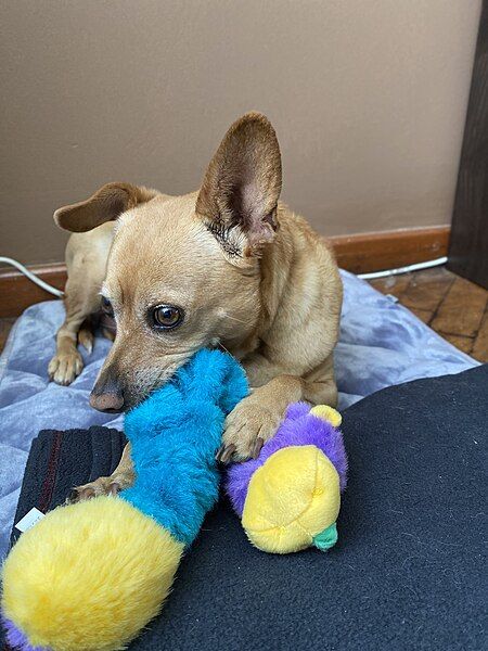 File:Dogwithtoy.jpg