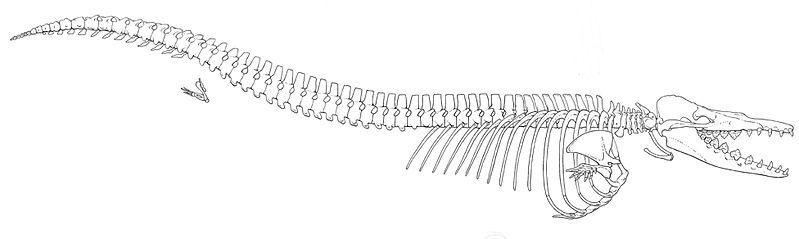 File:Dorudon atrox-lateral.jpg