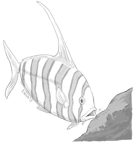 File:Dorypterus.jpg