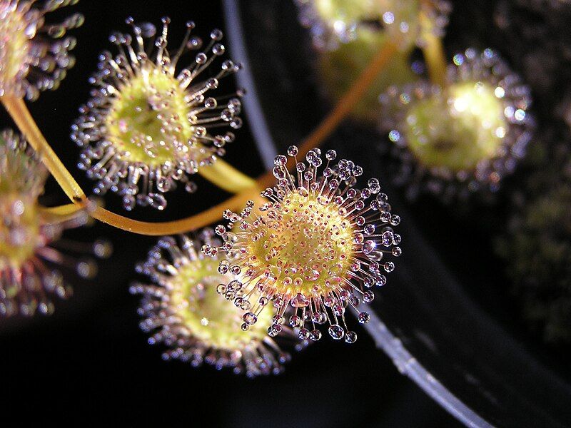 File:Drosera ramellosa Darwiniana.jpg