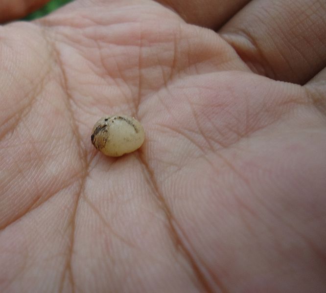 File:Earthworm egg.jpg