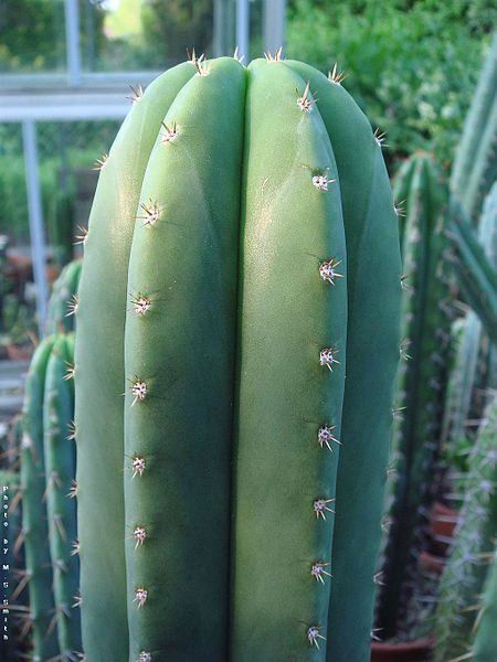 File:Echinopsis scopulicola NMCR.jpg