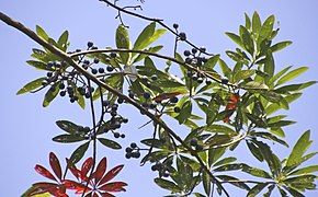 Foliage and fruit