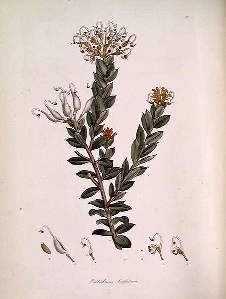 File:Embothrium (Grevillea) buxifolium.jpg