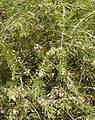 Eremophila maculata