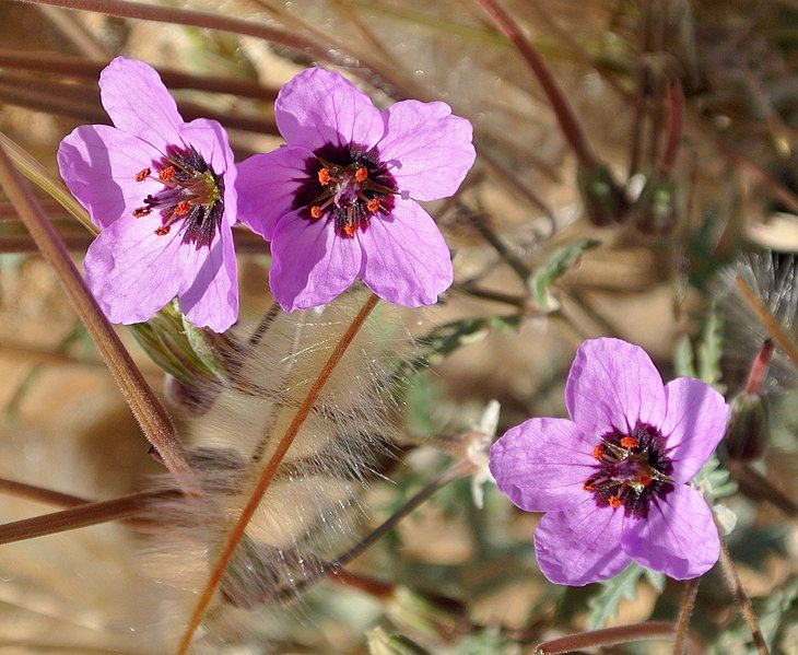 File:Erodium cicutarium Negev.JPG