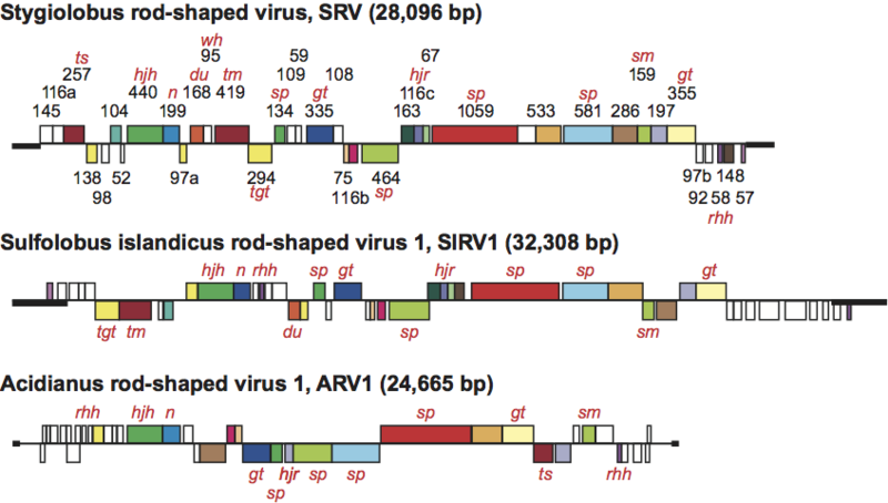 File:F29-02-9780123846846-Rudiviridae-Genomes.png