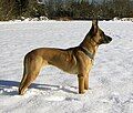 Belgian Malinois