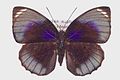 Agrias amydon phalcidon upperside