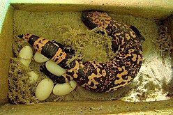 Egg deposit in captivity