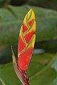 Heliconia rostrata bud