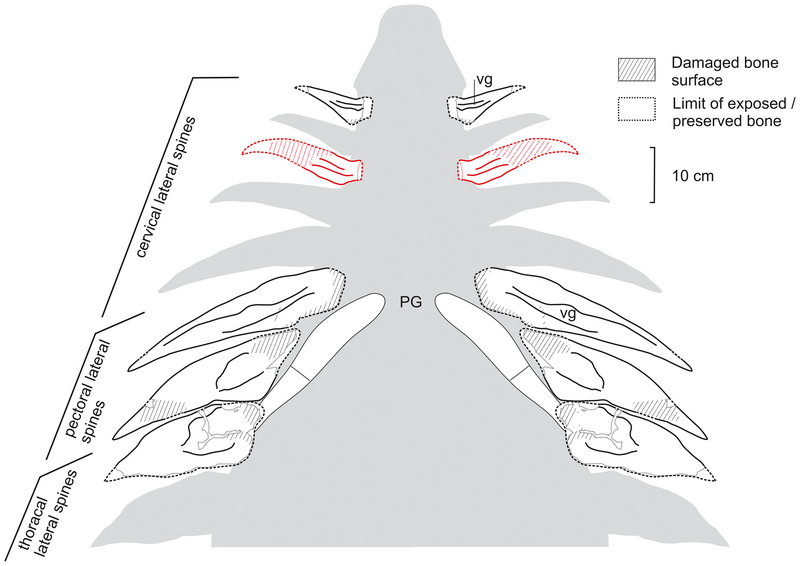 File:Hylaeosaurus spikes.png