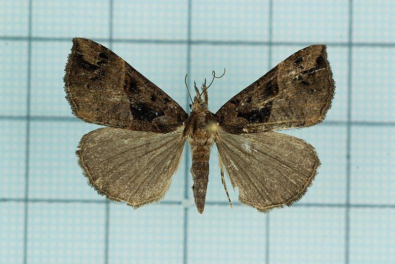 File:Hypena tenebralis.jpg