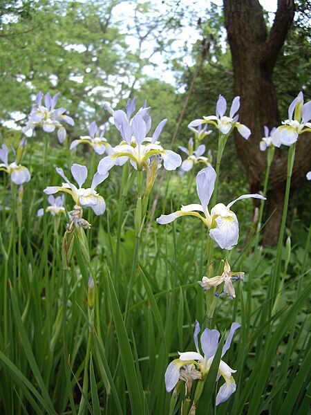 File:Iris sibirica 02.jpg