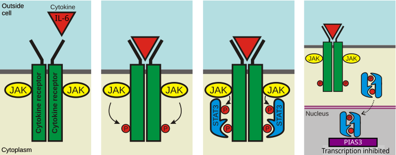 File:Jakstat pathway PIAS.svg