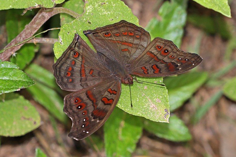 File:Junonia goudotii.jpg