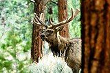 An elk. Photo: US Forest Service.