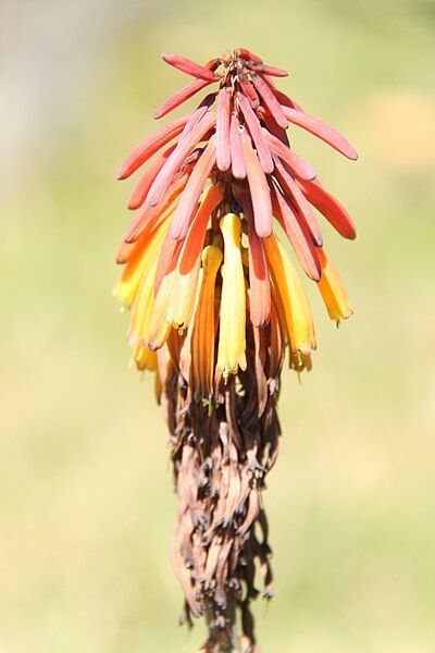 File:Kniphofia thomsoni 01.jpg