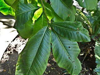 Leaves in whorls of three