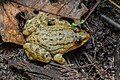 Limnonectes isanensis - Phu Kradueng National Park