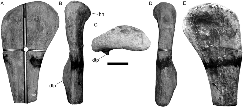 File:Lusotitan humerus.png