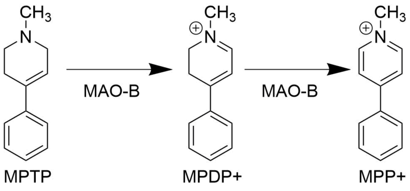 File:MPP+ Biosynthesis Pathway.png