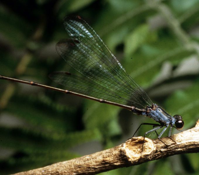 File:Megalagrion nesiotes.jpg