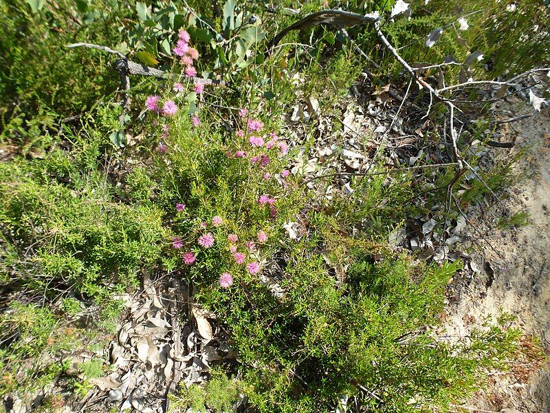 File:Melaleuca parviceps (habit).JPG