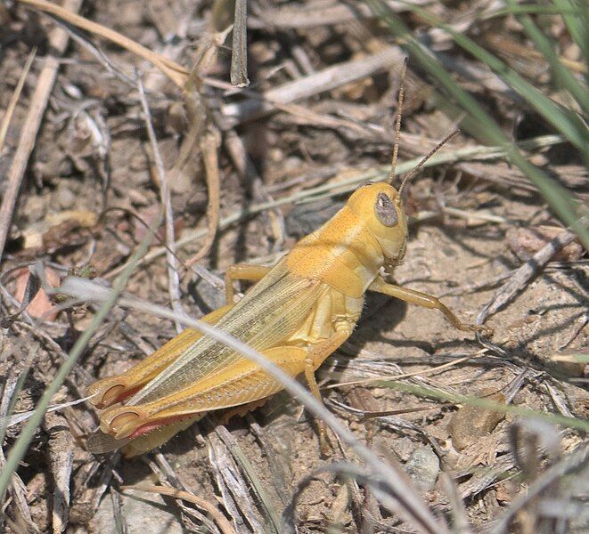 File:Melanoplus foedus P1210664a.jpg