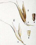 1 A. sterilis, 2 A. sativa, spikelet and base of outer grain of both cultivated species