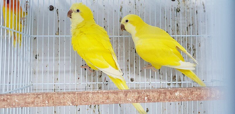 File:Monk Parakeet Bird.jpg