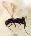 A tiny black insect with feathery wings; the entire body is around 0.5 mm long.