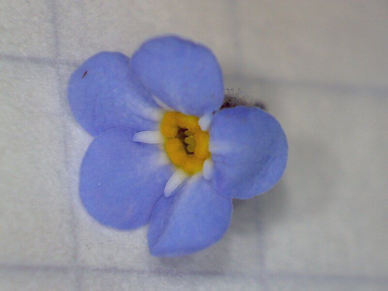 File:Myosotis sylvatica Flower.jpg