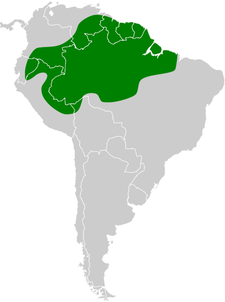 File:Myrmotherula longipennis map.svg