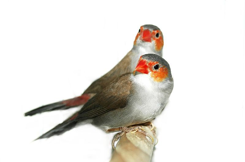 File:Orange-Cheeked Waxbill zackandzill.jpg