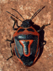 Adult male Perillus bioculatus