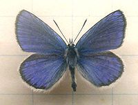 Mounted specimen. Male, upperside