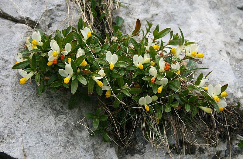 File:Polygala chamaebuxus.jpg