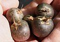 Fruits of the potato plant