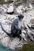 Gray monkey