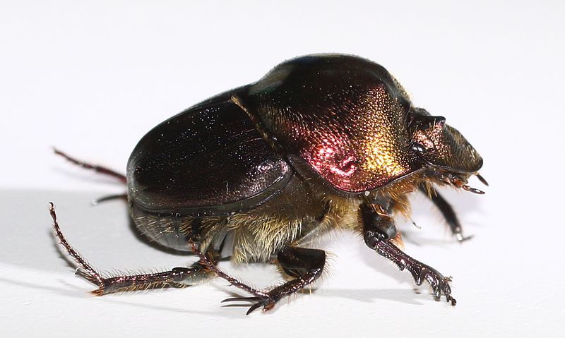 File:Proagoderus chalcostolus 000872-3.jpg