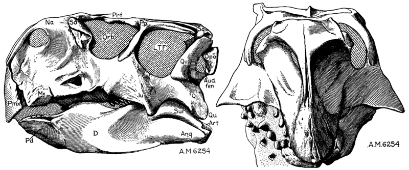 File:Psittacosaurus skull lateral.png