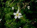 Ranunculus aconitifolius close-up flower