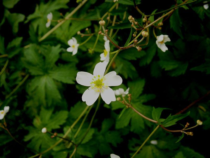 File:Ranunculus aconitifolius 05.jpg