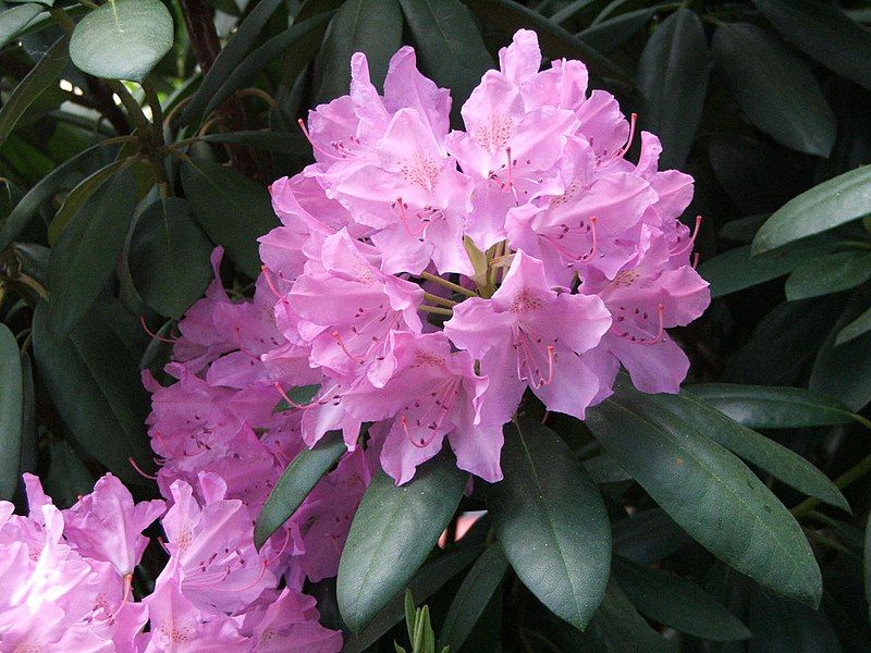 File:Rhododendron catawbiense a2.jpg