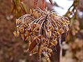 Septicidal dehiscence. The septa between the locules of Ledum palustre capsules split as the fruit opens, and the seeds are released.