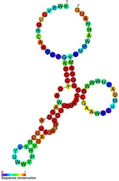 File:SMK riboswitch structure.jpg