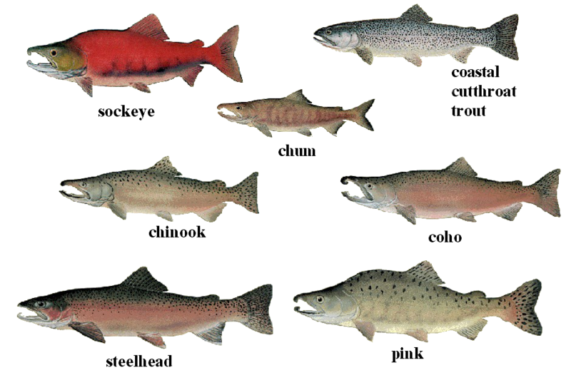 File:Salmon 01 transparent.png